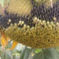 После дождя (10) :: Alexey YakovLev После дождя (10) :: Alexey YakovLev