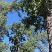 Мой город. :: Венера Чуйкова Мой город. :: Венера Чуйкова