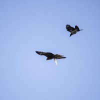 Отдай!Моя! :: Ольга Прикуль