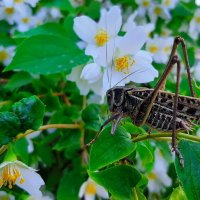 *** :: Владимир Насыпаный 