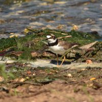 Зуек. :: Алексей .