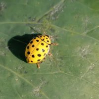 Макро мир :: Владимир Колесников