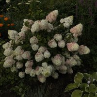 Гортензия (кажется) :: Яков Реймер