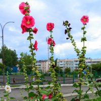 Городские цветы :: Сергей Винтовкин