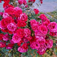 Розы, розы, розы...! :: Надежда 