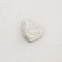 Коралл на песке :: Максим 