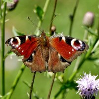 из снятого 1 августа 7 :: Александр Прокудин