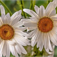 Про ромашки :: Aquarius - Сергей