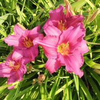 Лилейник :: Сапсан 