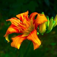 О красоте цветов. :: Милешкин Владимир Алексеевич 