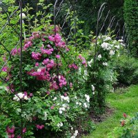 Розарий Ботанического сада :: Лидия Бусурина