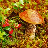 Август.....Брусничка и  красноголовик! :: Владимир 