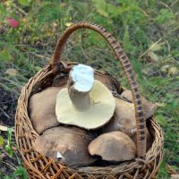 Приметы лета. Корзина с грибами :: Сергей М 