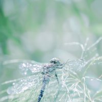 Стрекоза :: Lyubov Busova