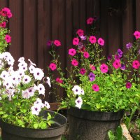 Возле дома :: Людмила Смородинская Возле дома :: Людмила Смородинская