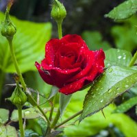 Алая роза :: Валентин Семчишин