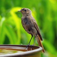 после ливня :: Виталий Емельянов