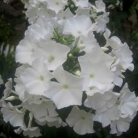 Флоксы :: Елена Семигина Флоксы :: Елена Семигина