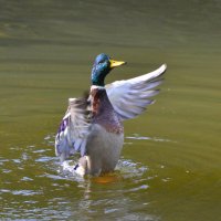 Селезень кряквы :: Константин Анисимов
