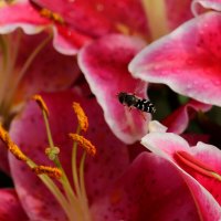 Доброе утро :: Юрий. Шмаков