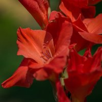 В ритме страсти... :: Sergey (Apg)