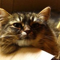 Сью :: kolyeretka 