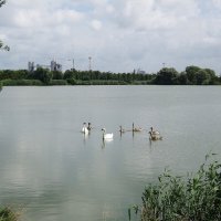 Лебединая семья :: Рита Симонова