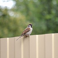 Сосед-воробей :: Татьяна Лютаева