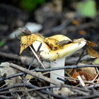 Сыроежка :: Татьяна Лютаева