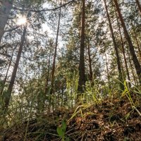 Игра света :: sorovey Sol