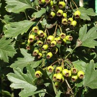 Боярышник :: Freddy 97