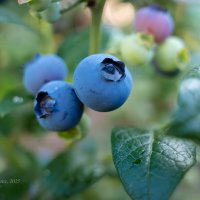 Ягоды голубики садовой :: Александр Синдерёв