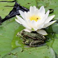 Целовать будешь? :: Александр Кондаков