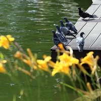 пернатые в городе :: Олег Лукьянов