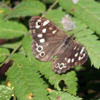 ** :: Зоя Мишина