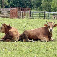«По проселочной дороге шла я молча…» (c) :: Арина Невская «По проселочной дороге шла я молча…» (c) :: Арина Невская
