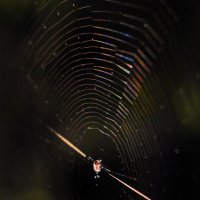 Паутинка. Паучок :: Dar(k) Life