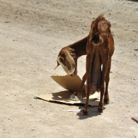 Вкусная картонка :: Марина Виноградова