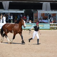 Международная конная выставка "Иппосфера" 2025 :: Николай Международная конная выставка "Иппосфера" 2025 :: Николай