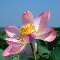 Лотосы под Анапой :: Наиля Лотосы под Анапой :: Наиля