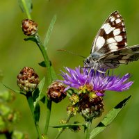 из снятого 1 августа 11 :: Александр Прокудин из снятого 1 августа 11 :: Александр Прокудин