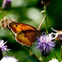 из снятого 1 августа 14 :: Александр Прокудин из снятого 1 августа 14 :: Александр Прокудин