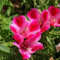 Годеция монарх :: Светлана 