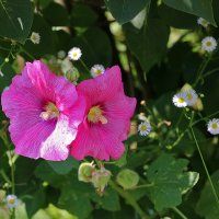 Парочка гламурных красавиц :: Светлана 