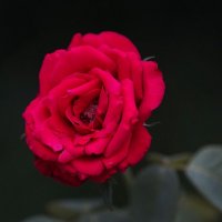 Роза вечерняя :: Татьяна Тюменка