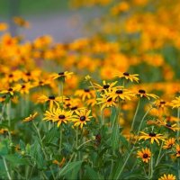 Рудбекия блестящая :: Татьяна Тюменка