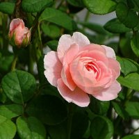 О красоте цветов. :: Милешкин Владимир Алексеевич 