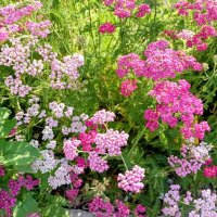 Тысячелистник :: Veera V