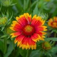 Дачные красоты :: Александр Филатов