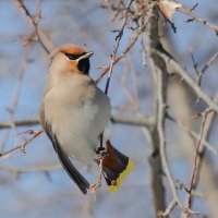 Свиристель :: Виктор Иванович Чернюк